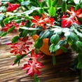 thumbnail image 7 of Red Christmas Cactus Live Tree Indoor Outdoor Plant, Christmas Cactus Live Plant 3in for Seasonal Home Décor, 7 of 7