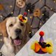thumbnail image 5 of Sombrero de Cosplay para perros pequeños y gatos, accesorios para disfraces de mascotas de Halloween, Cosplay de Halloween para mascotas, accesorios Lazo Naranja Colco sombrero de fiesta para gato, 5 of 8