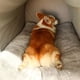 thumbnail image 4 of Warm Winter Cat Dog Bed Mat Deep Sleep Tent Cozy Geometric House Nest Removable Washable for Medium Large Dogs Pet Supplies ShopWise Round, 4 of 11