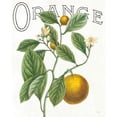 thumbnail image 3 of Schlabach, Sue 20x24 Black Modern Framed Museum Art Print Titled - Classic Citrus VI, 3 of 5