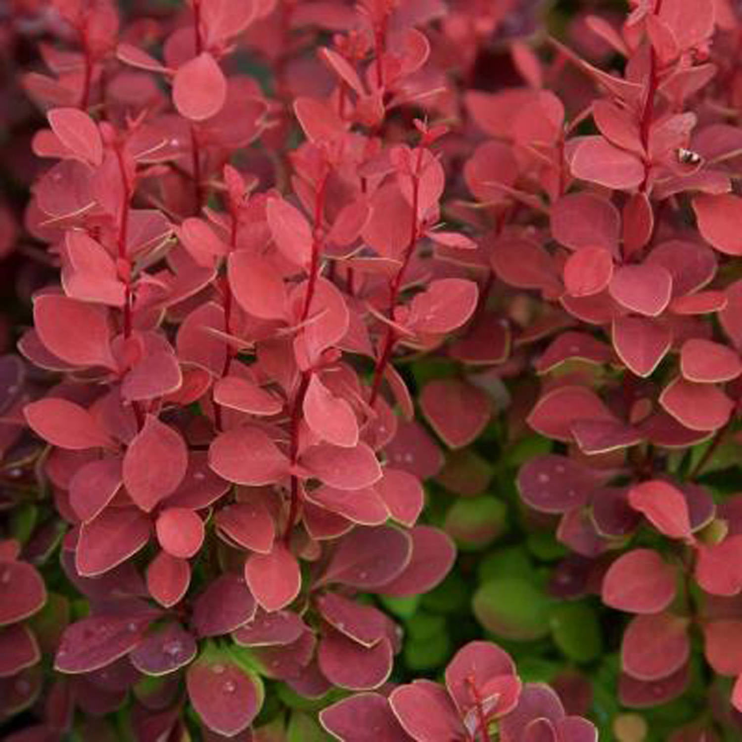 Orange Rocket Barberry 20 Gallon Deciduous Shrub with Unique Foliage    Full Sun to Part Shade Live Outdoor Plant