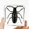 Ed Speldy East Company PW401 Real Bug Longhorned Beetle Paperweight