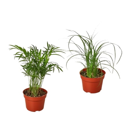 2 Palm Variety Pack / 4" Pots / Live Plant / House Plant, 4" Pot, Indoor Houseplant, Easy Care, Live Plant for Indoor & Outdoor