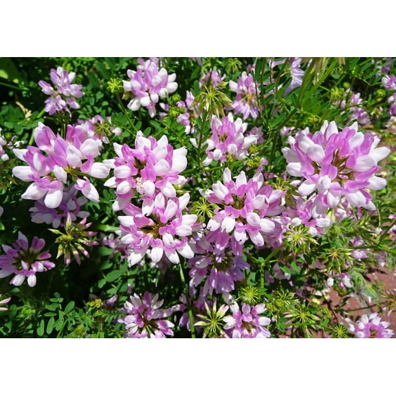 500 Crown Vetch Seeds for Planting - Coronilla Varia