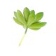 thumbnail image 5 of Planta De Flor De Loto De Piedra Suculenta Artificial Decoración De Mesa De Jardín Para El Hogar Verde, 5 of 5