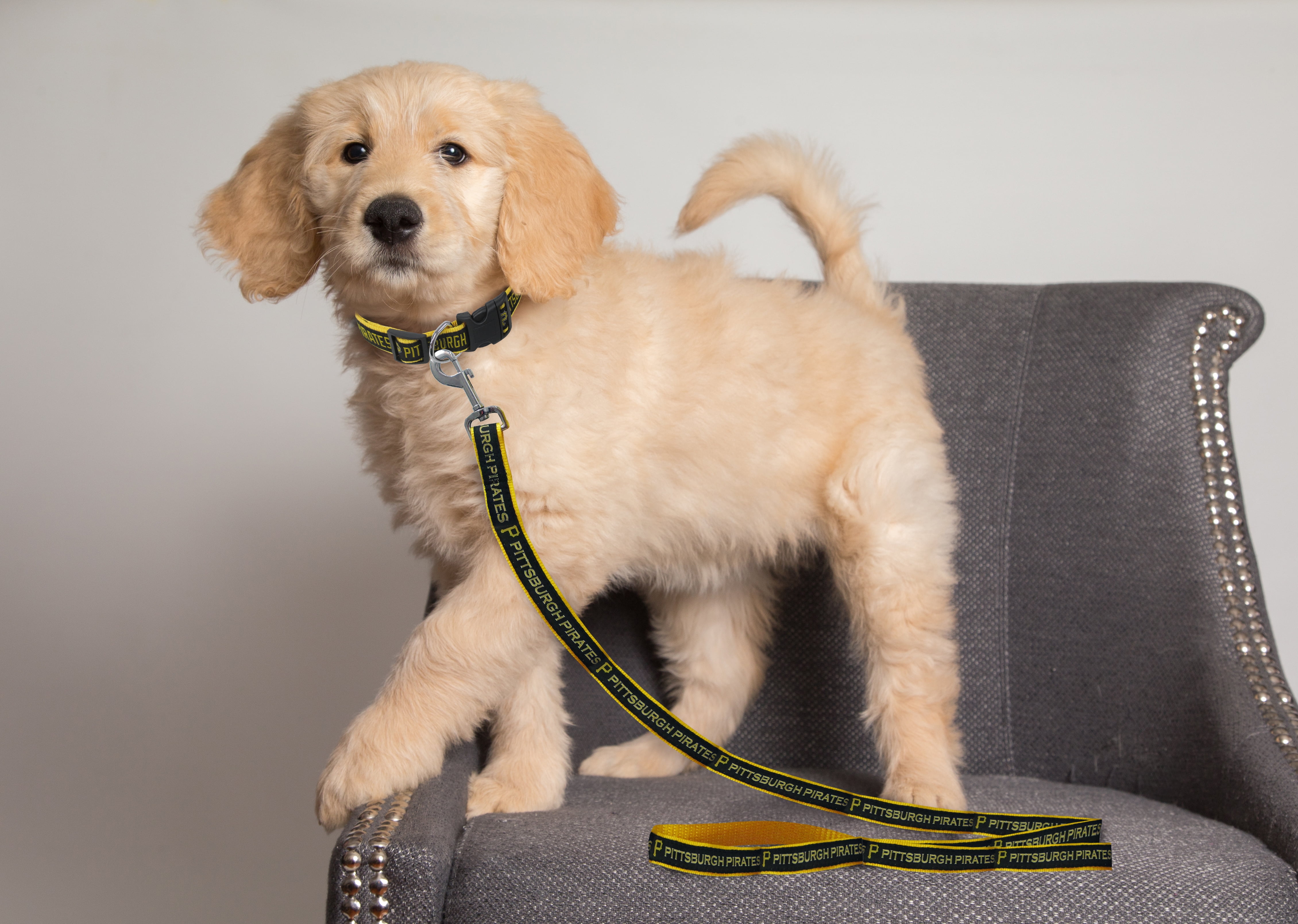Pets First MLB Pittsburgh Pirates Cats and Dogs Durable Pet Leash, Large