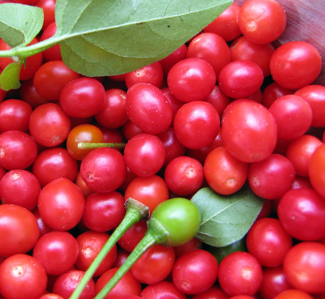 Chiltepin Tepin Pepper 3 Plants 3&quot; Pots HOTTEST BIRD