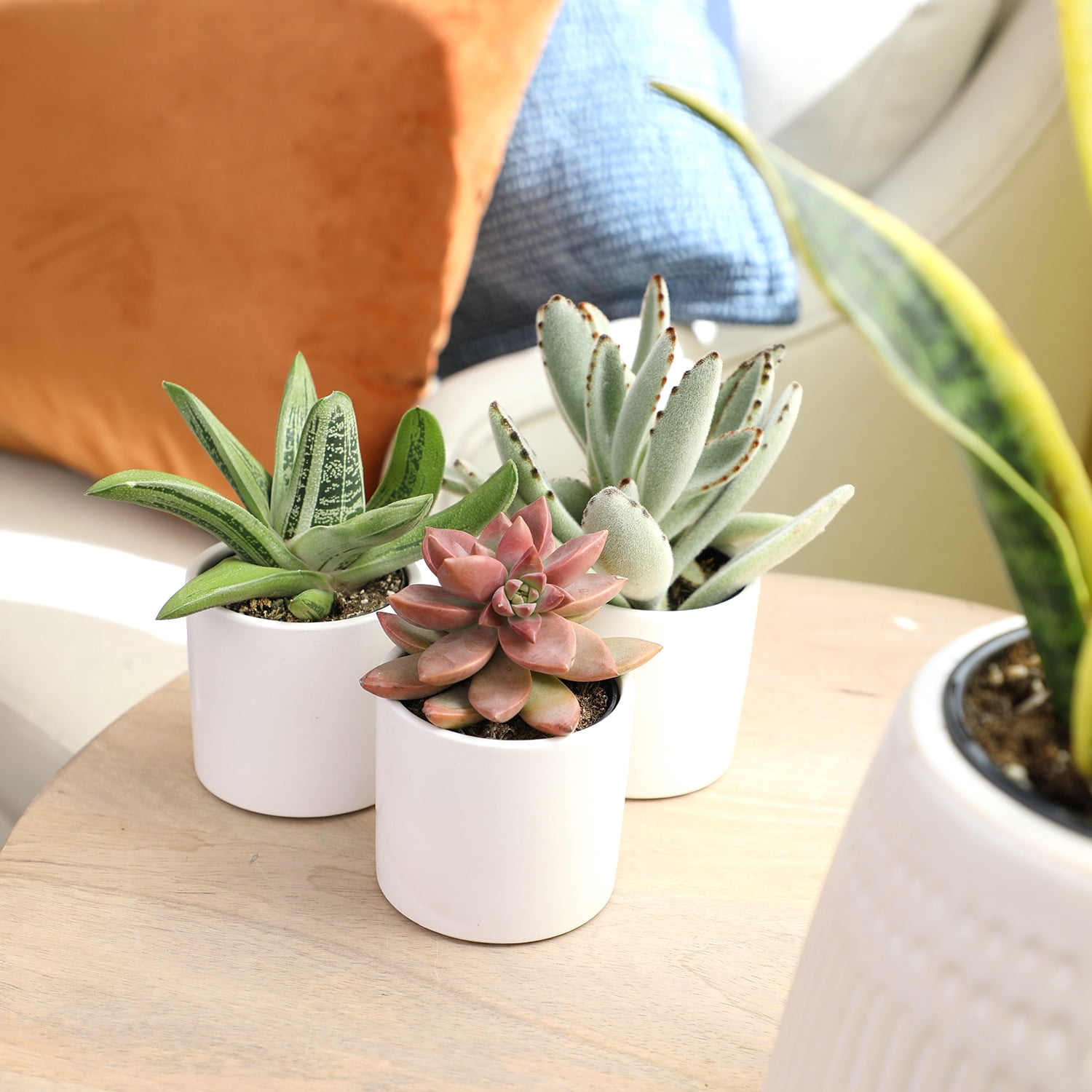 Altman Plants 2.5" Assorted Succulent Live Plants (3 Pack) with White Pots