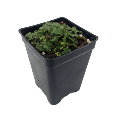 Chiquita Miniature Coral Bells - Heuchera - 2.5" Pot