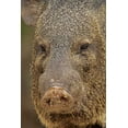 thumbnail image 2 of Illg, Cathy and Gordon 11x14 White Modern Wood Framed Museum Art Print Titled - TX, Hidalgo Co, Portrait of collared peccary, 2 of 4