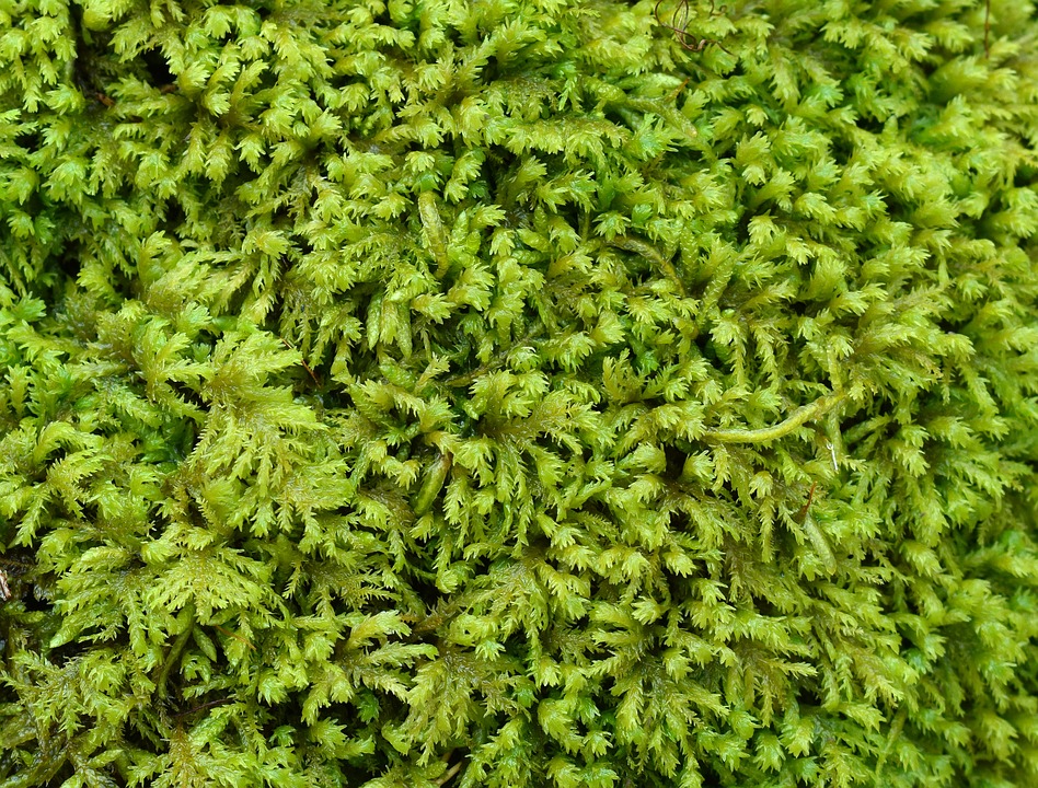 Fern Moss Green Nature Moss Forest Floor Plant20 Inch By 30 Inch