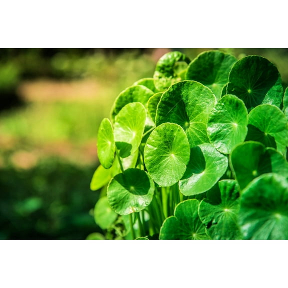 Gotu Kola Seeds for Planting (50 Seeds) - Centella asiatica, Pennywort