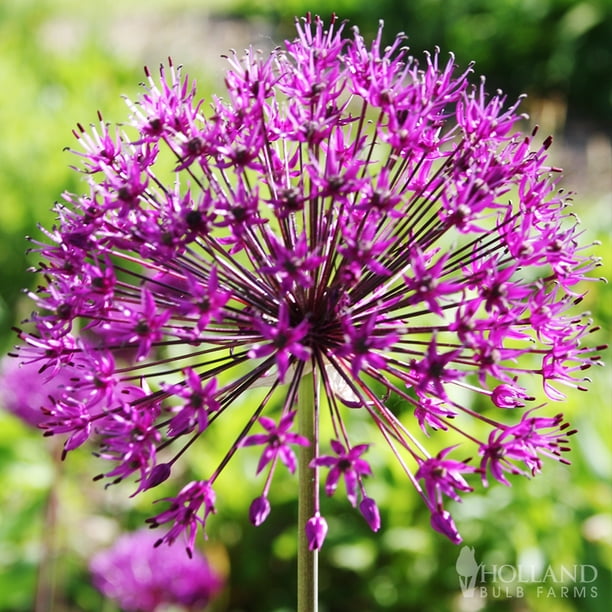 Purple Sensation Allium 5 Pack Premium Deer Resistant Perennial 
