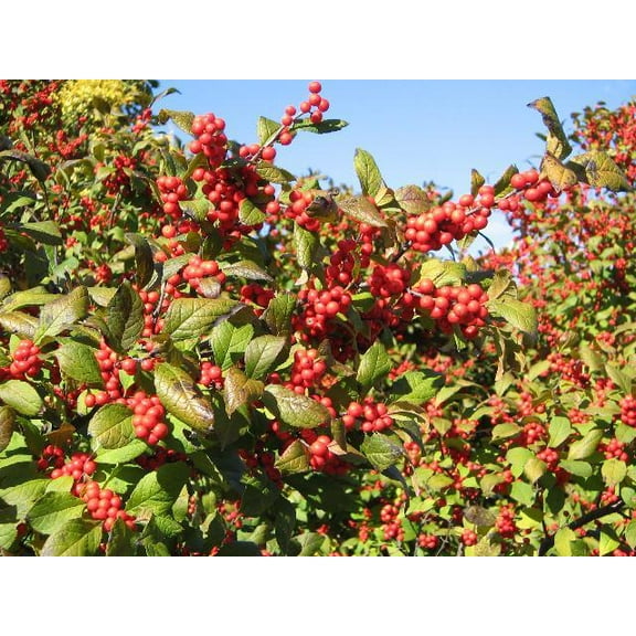 RedCrocus Sparkleberry Winterberry Ilex verticillata - Vibrant Red Berries, Deciduous Shrub, 4-6 ft, Full Sun to Partial Shade, Wildlife Attractor  3 Gallon