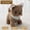 Brown, variant on Electronic Pet Dog 's Plush Toy Walking Simulation Puppy Interactive Companion Portable Pet Toy Size 6.69x6.30x3.54 inches