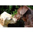 thumbnail image 2 of Kissing Dogs Wall Mural by Wallmonkeys Peel and Stick Graphic (24 in W x 16 in H) WM279888, 2 of 4