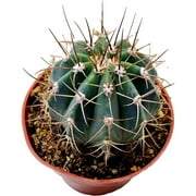 FATPLANTS Cactus Plants in Gift Box | Rooted in 4 inch Planter Pots with Soil | Living Indoor or Outdoor Cacti Succulent Plants (melocactus azureus)