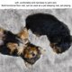 thumbnail image 5 of Cojín para mascotas alfombrilla suave para mascotas dormir transpirable para entrenamiento al aire libre Fugacal Otros, 5 of 8