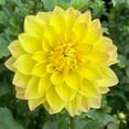 thumbnail image 2 of 25 American Sun Dahlia Seeds Flower Perennial Flowers Seeds Flowering US 1094, 2 of 19