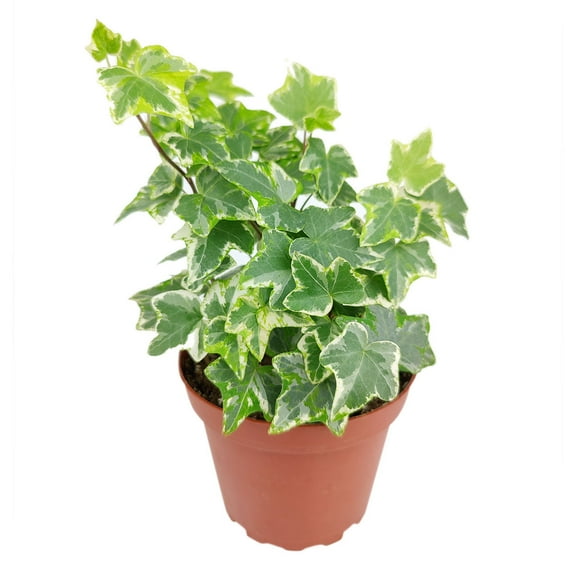 Golden English Ivy - 4 inch Plastic Pot