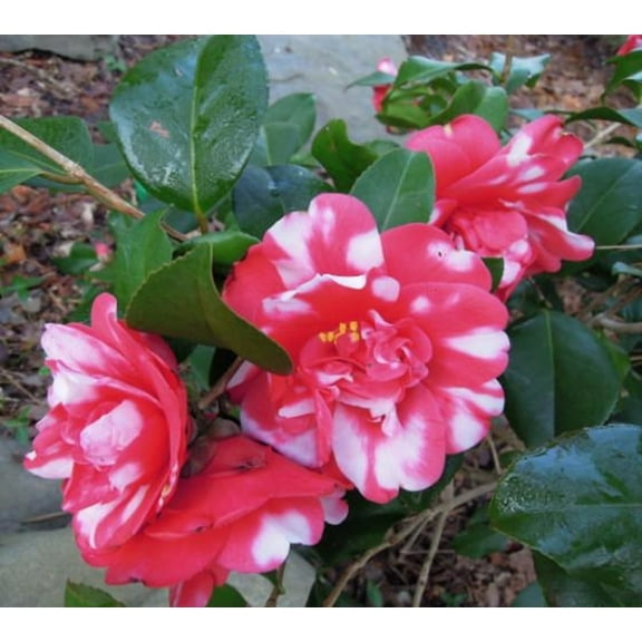 ( 1 ) - Governor Mouton Camellia Japonica - Starter Plant ( 4L ) ( 1 live plant )