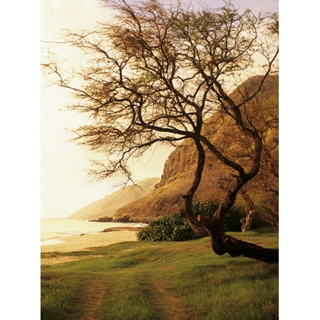 USA Hawaii Oahu Kunia Tree Overhanging Grassy Area Near Beach West Shore Yokohama Bay Area At Sunset