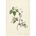 thumbnail image 2 of Alida Withoos 17x24 Black Ornate Framed Double Matted Museum Art Print Titled: Branch of a Redcurrant (1670 - 1715), 2 of 5