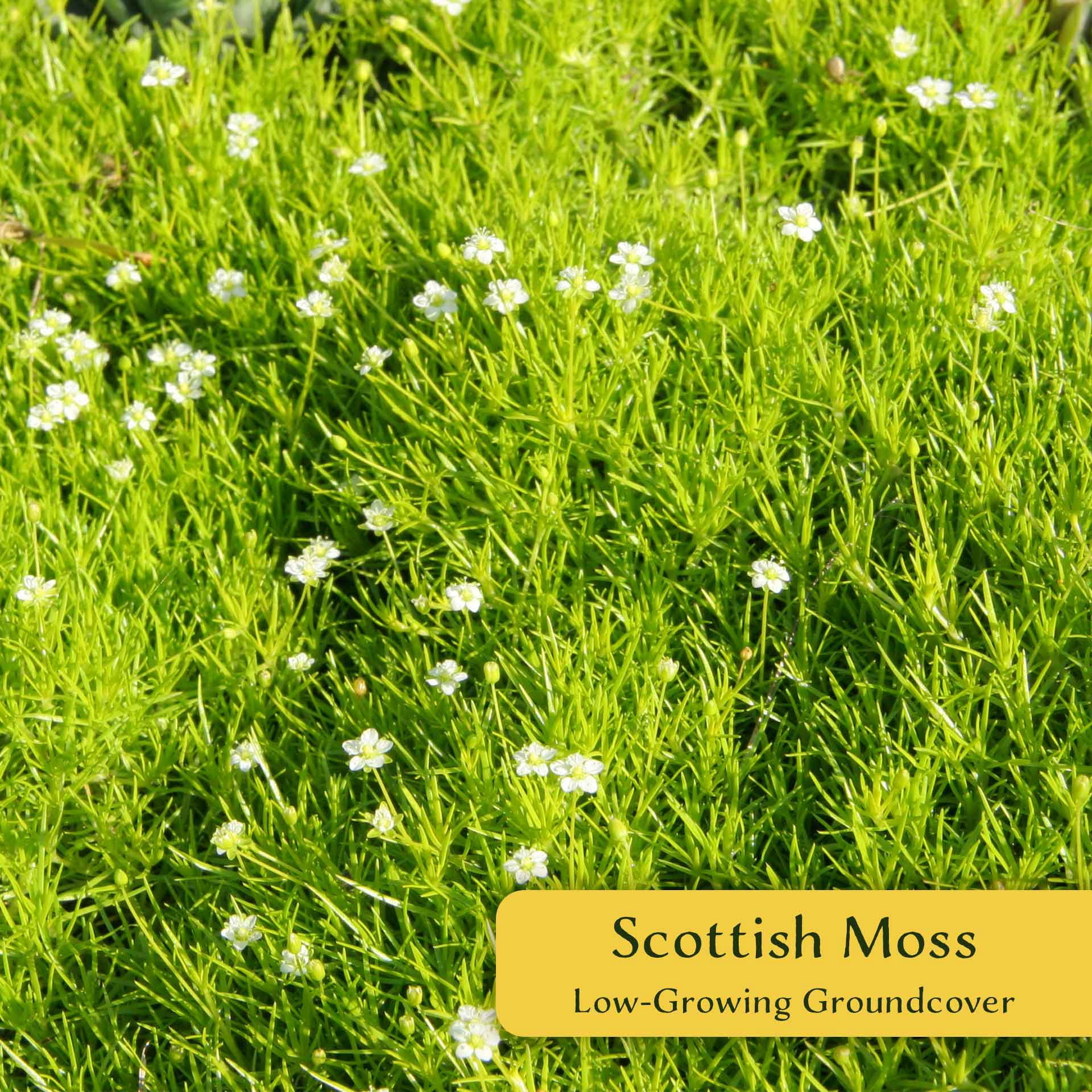 12 Scottish Moss – Soft Golden Evergreen Groundcover for Rock Gardens, Pathways & Containers (Sagina subulata ‘Aurea’) in 2.5″ Cubes, Live Plants