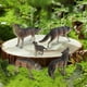 thumbnail image 5 of Figuras de lobo,Figuras de lobos Juguetes de animales Colección realista,Decoración de figura de modelo de lobo de animal salvaje,Simulación Vida Silvestre Animal Modelo Lobo Figura, 5 of 9