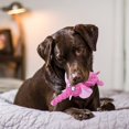 thumbnail image 2 of CSChome Jouet pour Animaux de Compagnie Jouet pour Chien - Peluche Interactive Résistante aux Morsures, Forme d'Éléphant de Dessin Animé, Jouet Qui Couine, Fournitures pour Animaux, 2 of 7