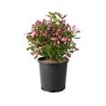 thumbnail image 1 of 2 Gallon Minuet Weigela, 1 of 6