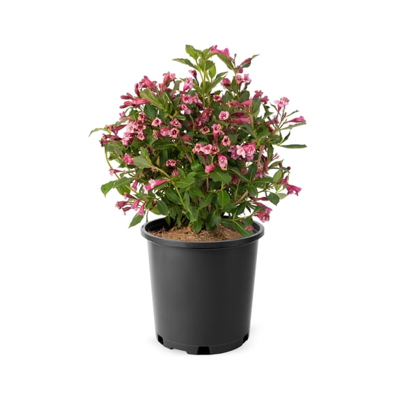 Weigela Minuet 2 gallon