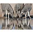 thumbnail image 2 of Kaveney, Wendy 14x12 Gold Ornate Wood Framed with Double Matting Museum Art Print Titled - Namibia, Etosha NP Zebras reflected in water, 2 of 4