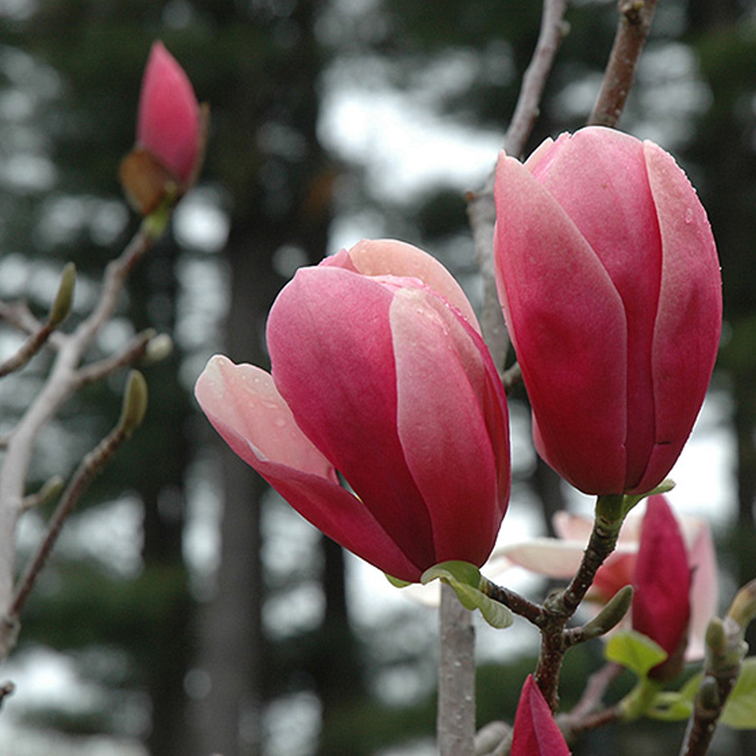 Expert Gardener 3-4' Magnolia Japanese Rose Marie Live Tree in 2 gal. Grower Pot