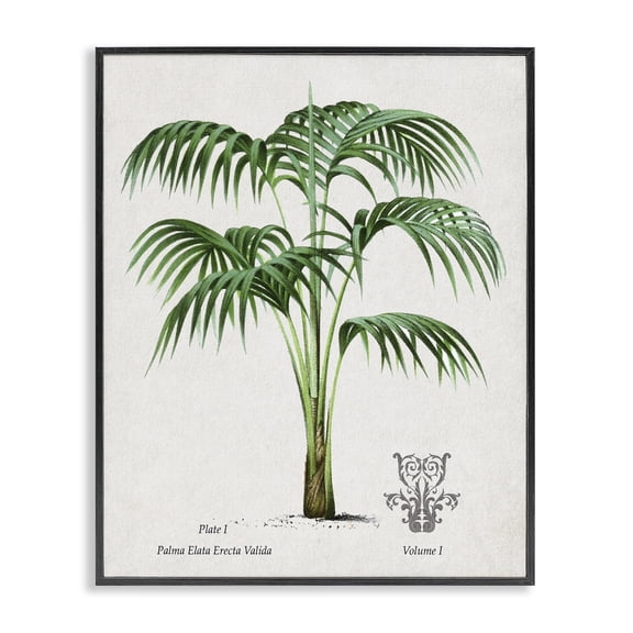 Stupell Industries Traditional Vintage Palm Illustration Black Framed Giclee Art, 11 x 14, by Val Rhodes
