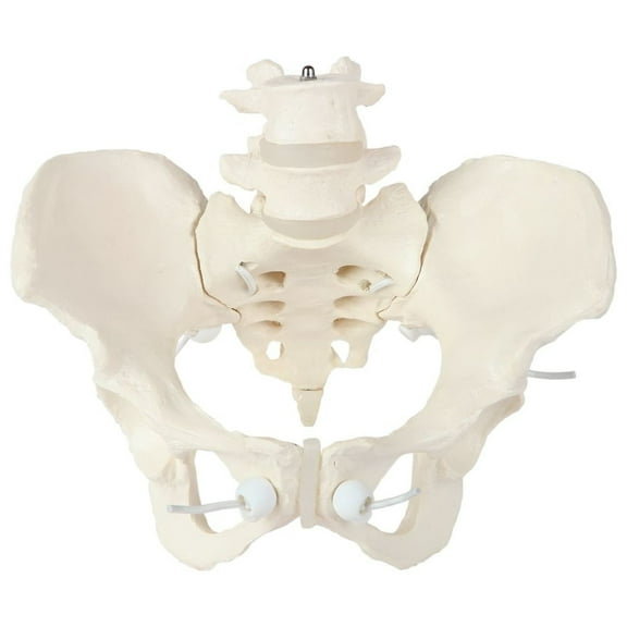 Axis Scientific 4 Part Disassemblable Flexible Female Pelvis Anatomy Model with L4 and L5 Vertebrae, Anatomical Female Pelvis Model, Flexible Female Pelvis Model
