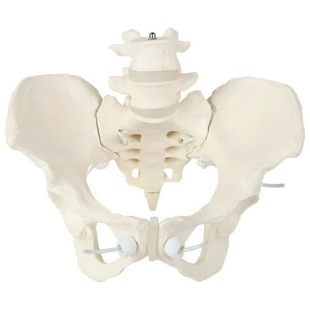 Axis Scientific 4 Part Disassemblable Flexible Female Pelvis Anatomy Model with L4 and L5 Vertebrae  Anatomical Female Pelvis Model  Flexible Female Pelvis Model price history on PriceWatchPro