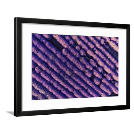Aerial View of Levender Field . Wide Angle. Gopro, Sunset Shot. Framed Print Wall Art By Valentin