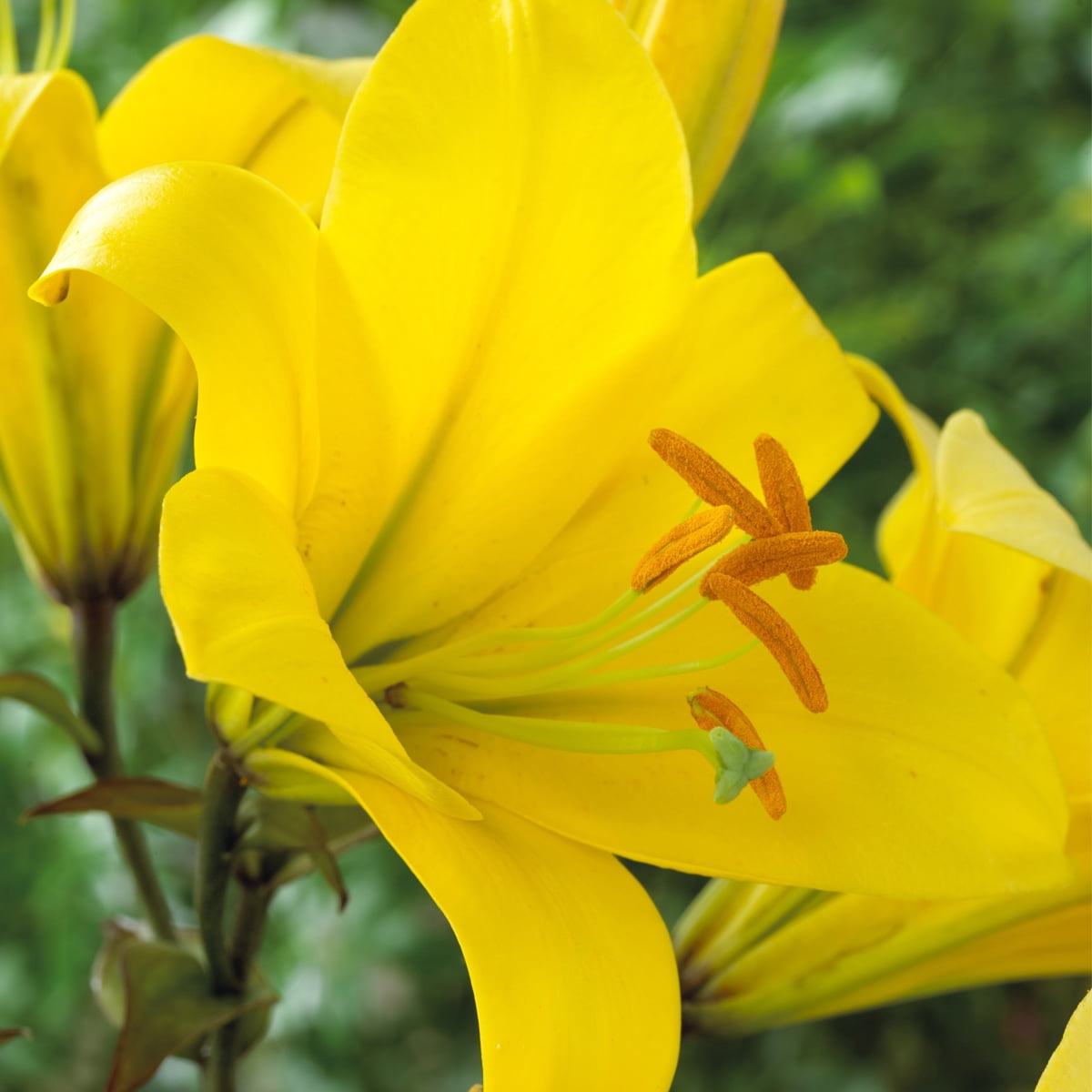Van Zyverden Lilies Premium OT Hybrid Yellow Planet Set of 5 Colossal 22/24 cm Mammoth Bulbs Yellow Partial Sun Perennial Fragrant 3 lbs