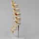 thumbnail image 2 of Teaching Equipment Model 5-Segment Lumbar Spine with Sacral Accessory Orthopedic Teaching Display Teaching Aids, 2 of 5