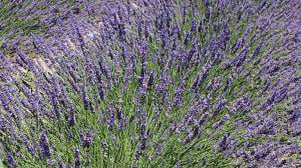 4 Phenomenal Lavender Plants each in a 4 inch container - image 2 of 3
