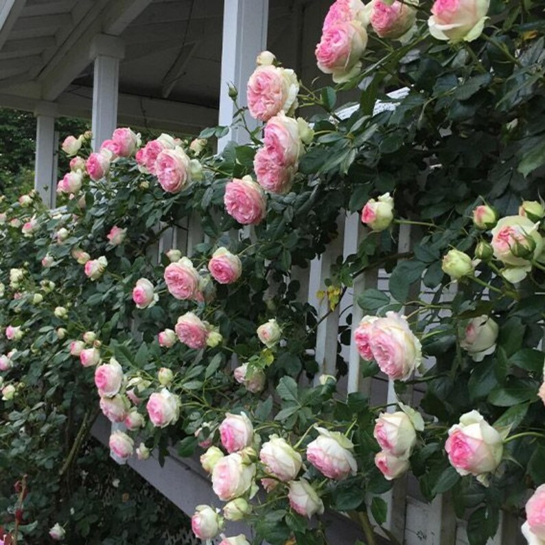 30 Seeds White Pink Eden Climbing Rose Seeds Perennial Non- Mix for Late Winter to Early Spring Planting