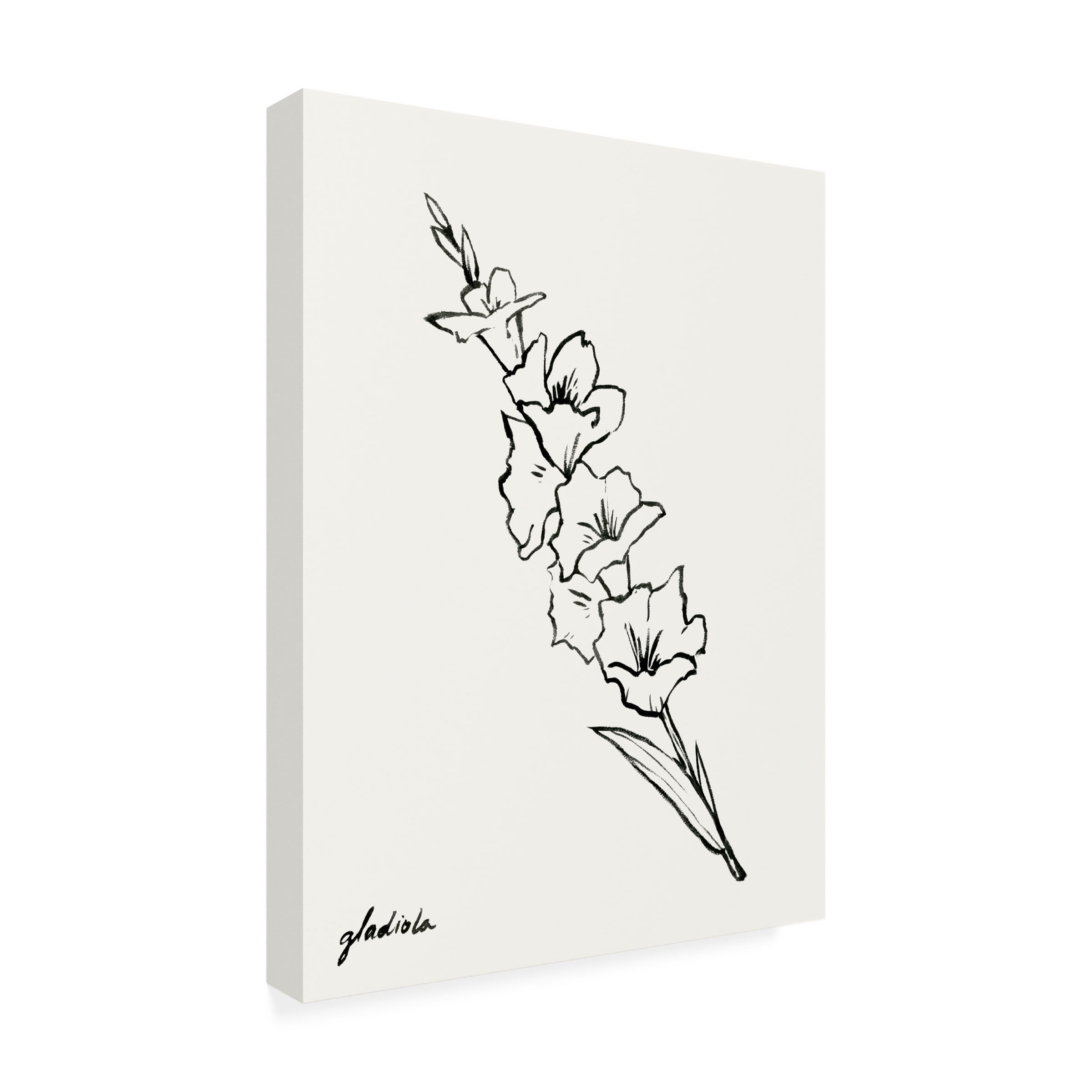 Grace Popp 'Gladiola Sketch I' Canvas Art