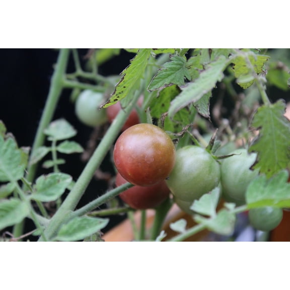 SEEDS= 10 Seeds Black Cherry Tomato -Non GMO - Good for Sauce and Fresh- Freezing - Great Addition to salsa