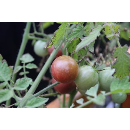 SEEDS= 10 Seeds Black Cherry Tomato -Non GMO - Good for Sauce and Fresh- Freezing - Great Addition to salsa