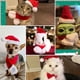 thumbnail image 5 of Mascota gato perro sombrero tocado bufanda chal, 5 of 5