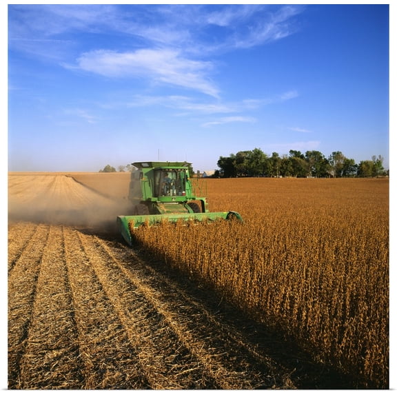 Great BIG Canvas | Rolled Scott Sinklier Poster Print entitled A combine harvests soybeans in late afternoon light, Central Iowa
