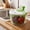 Green, variant on Vegetable Spinner 8.5 Inch, Manual Salad Dryer with Press Button, Fruit & Veggie Dehydrator with Strainer Basket, Kitchen Colander, Pink