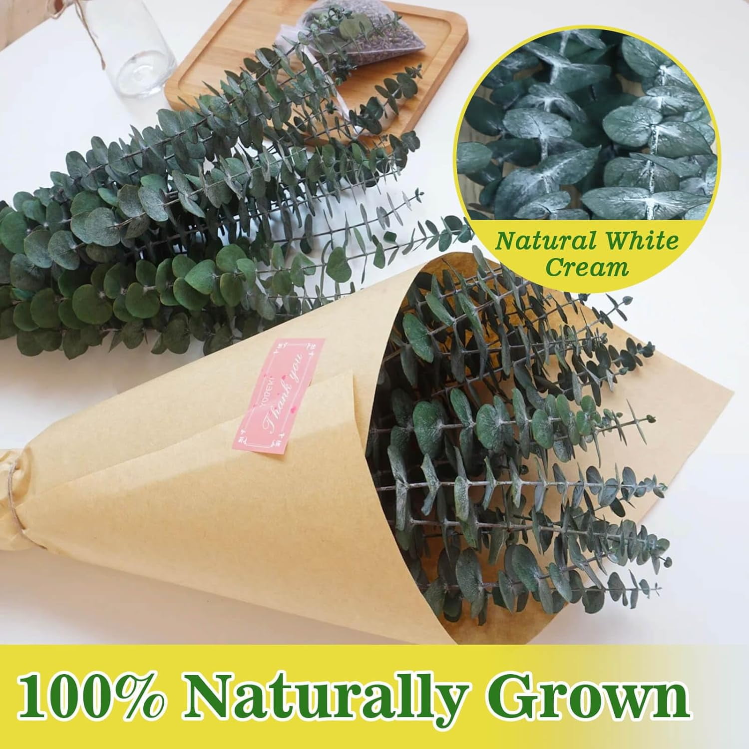 40 PCS Hanging Dried Eucalyptus Stems, 100% Natural Fresh Eucalyptus Leaves,17'' Dried Preserved Eucalyptus for Shower Leave Bundle, Arrangement, Wedding, Home Decor,Green