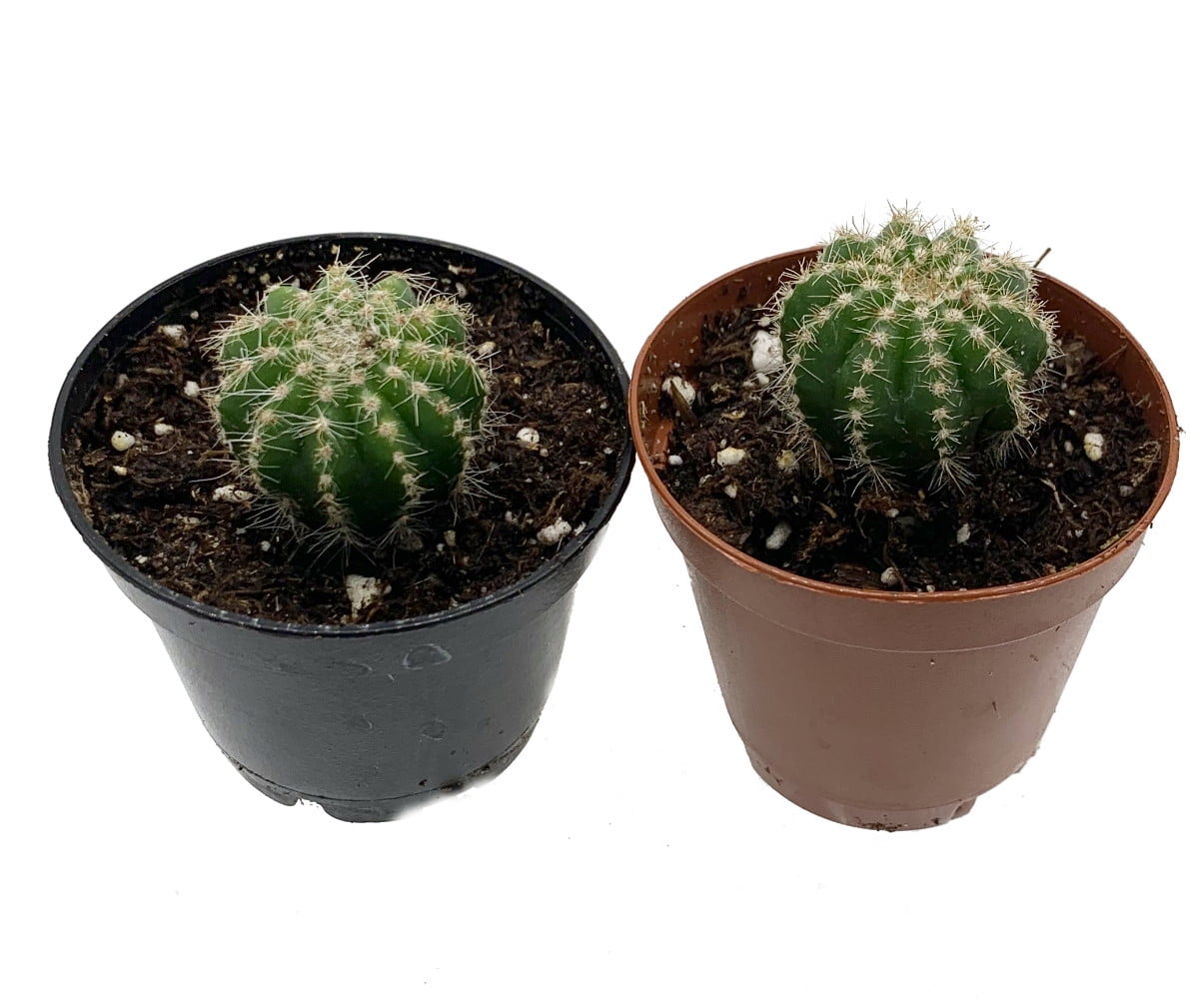 Download Scarlet Ball Cactus Brasilicactus Haselbergii 2 5 Pot Walmart Com Walmart Com